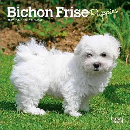 Bichon frise puppies 2027 - frise,