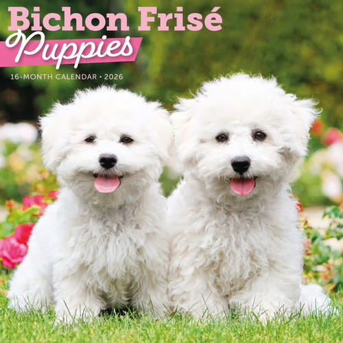 Carousel calendars bichon - calendars,,